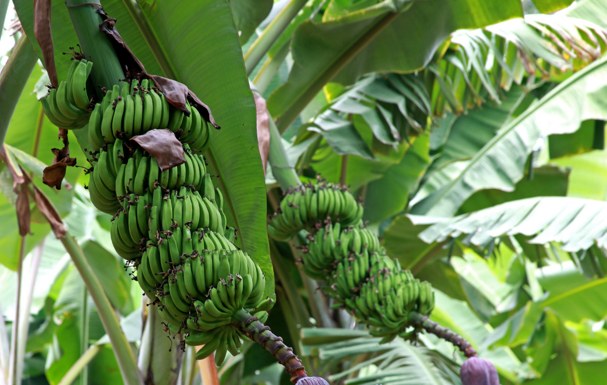 Baby Bananas — Melissas Produce