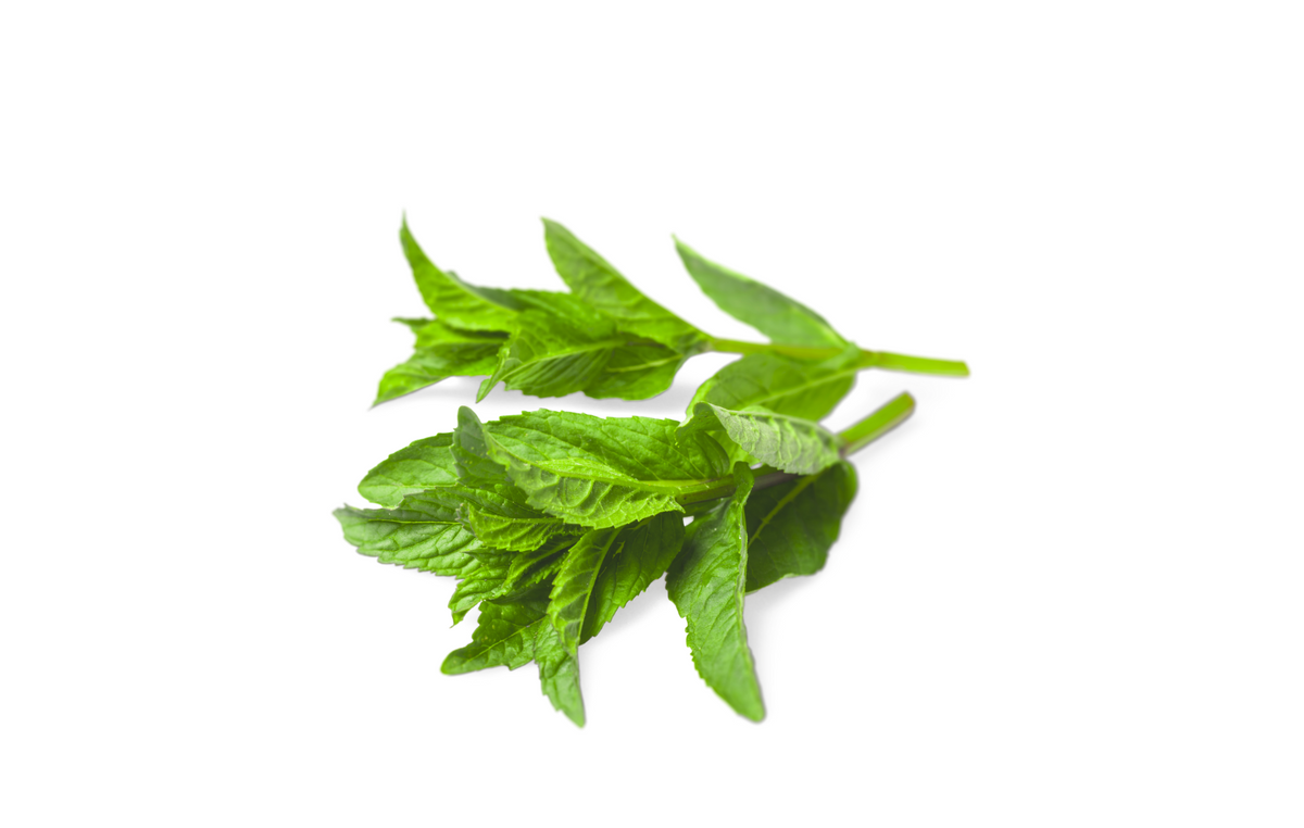 Fresh Mint Leaves – The Farmers On Wheels