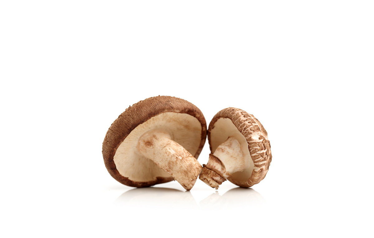 SHOP WHOLESALE SHIITAKE MUSHROOM