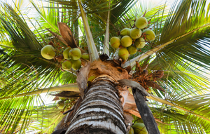 
                  
                    Load image into Gallery viewer, Brown Coconut
                  
                