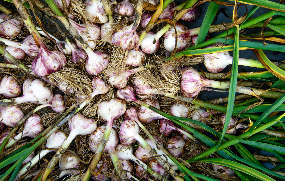 
                  
                    Load image into Gallery viewer, Purple Garlic
                  
                